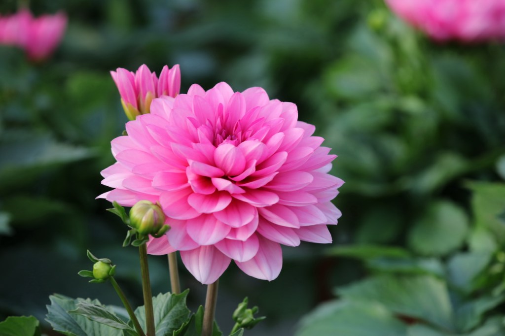 Miksi kesäkukat kannattaa ostaa suoraan&nbsp;kasvattajalta?