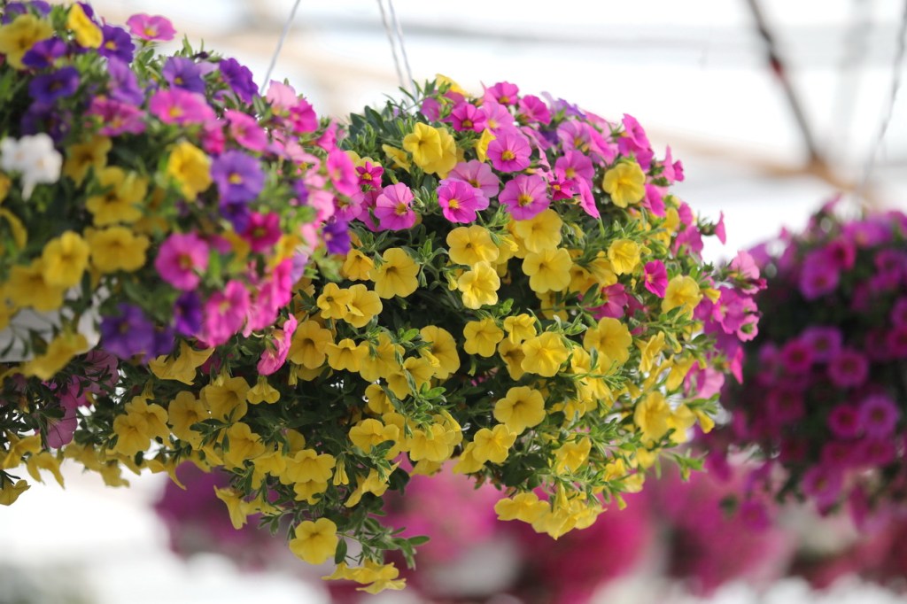 Kolme syytä, miksi miljoonakello-amppeli on niin hyvä&nbsp;valinta!