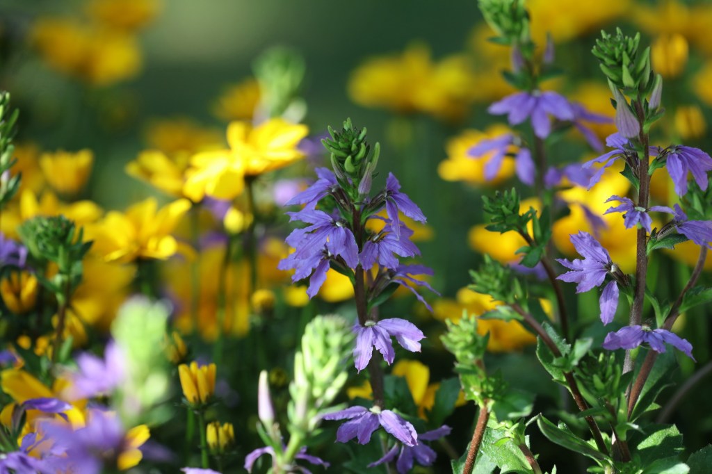 Kolme vinkkiä huolettomaan&nbsp;kukkaloistoon